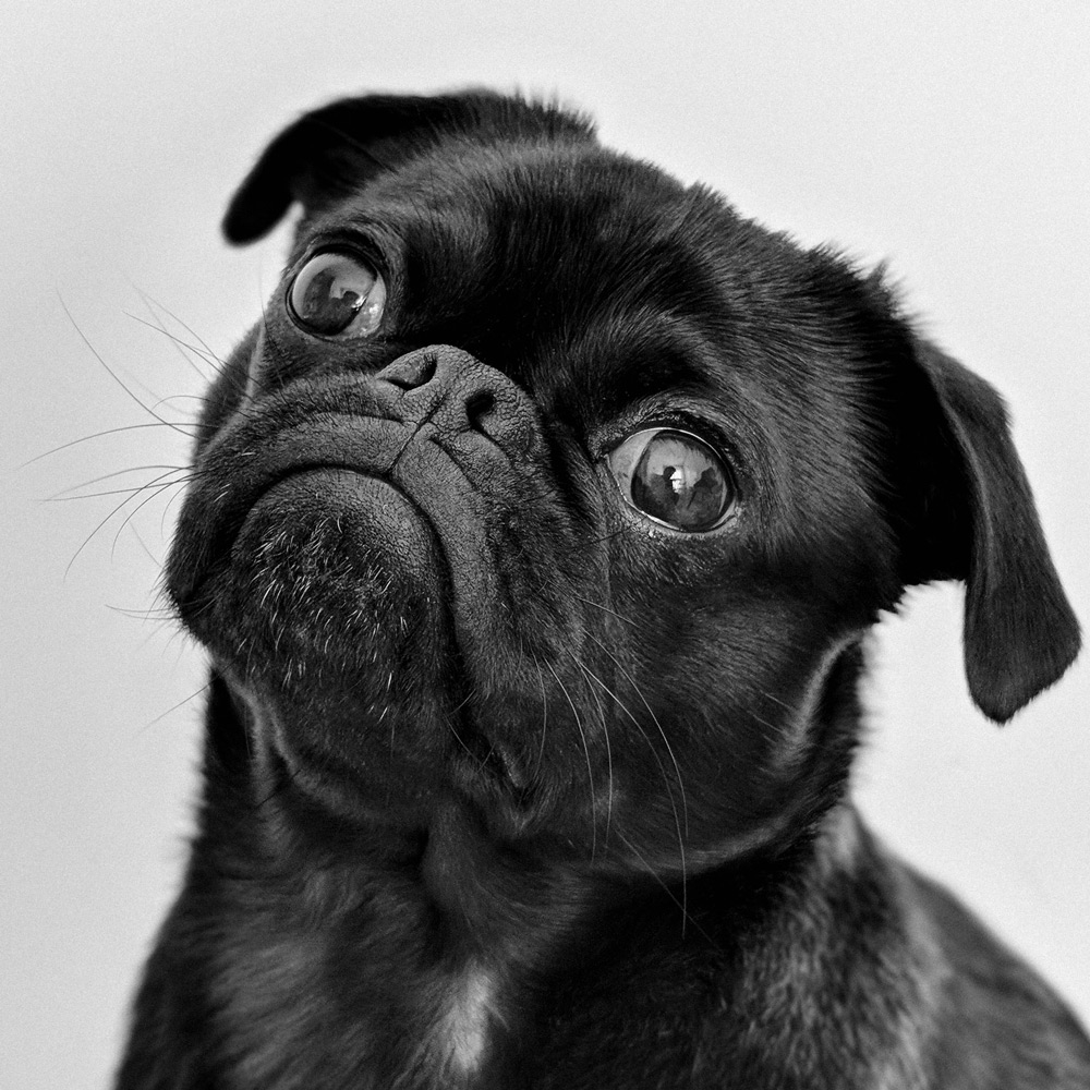 Pet remembrance